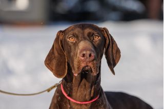 Фотосъемка для бизнеса. Универсальный фотограф.