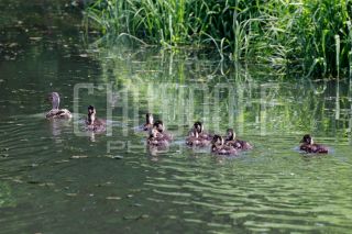 Фотосессия недвижимости для застройщиков коттеджных поселков.